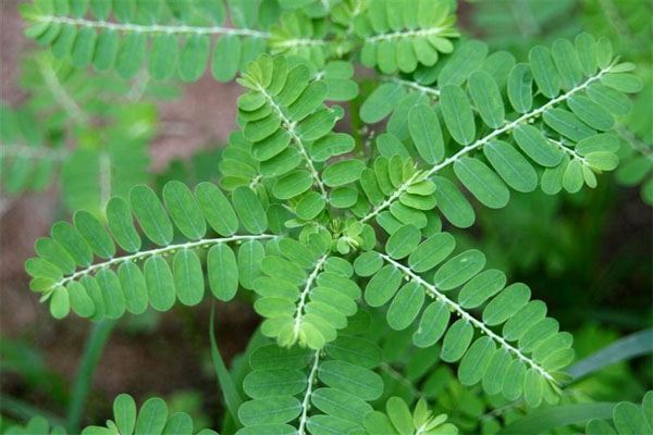 Usage of liver detoxification of Phyllanthus urinaria